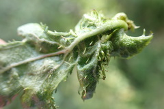 Dasineura crataegi