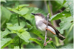 Prinia hodgsonii