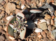 Crassula arborescens arborescens