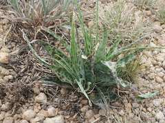 Ledebouria marginata