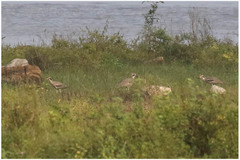 Esacus recurvirostris