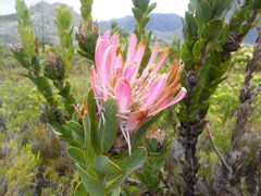 Protea compacta