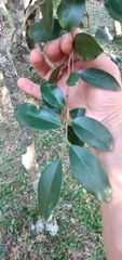 Cinnamodendron dinisii