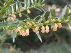 Taxus baccata
