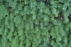 Taxus baccata