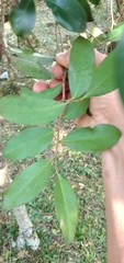Cinnamodendron dinisii