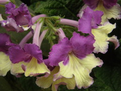 Thunbergia