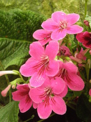 Thunbergia