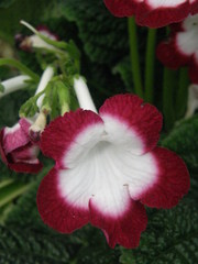 Thunbergia