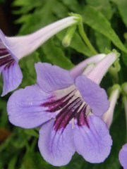 Thunbergia