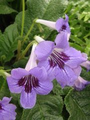 Thunbergia