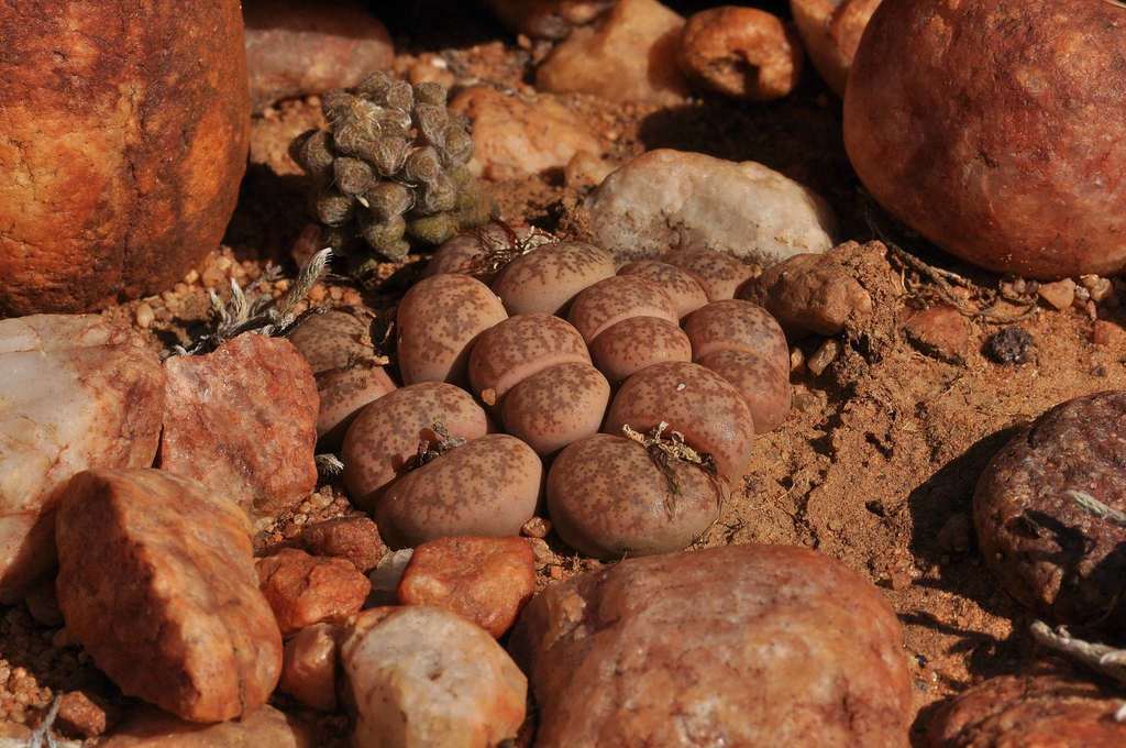 Lithops coleorum, Waterberg, ZA-NP, ZA