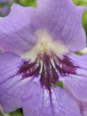 Thunbergia