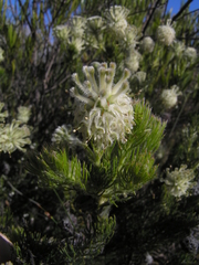 Serruria millefolia