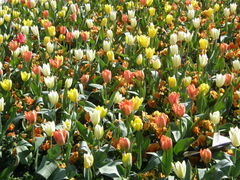 Tulipa