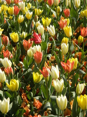Tulipa