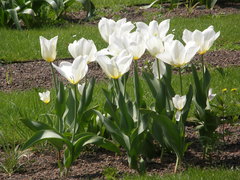 Tulipa