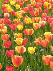 Tulipa