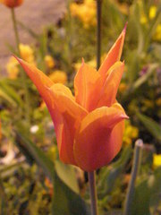 Tulipa
