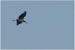 Leptoptilos javanicus