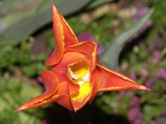 Tulipa