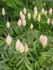 Veltheimia capensis