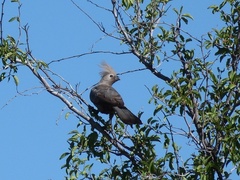 Corythaixoides concolor pallidiceps