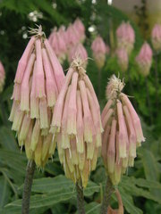 Veltheimia capensis