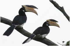 Anthracoceros coronatus