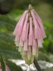 Veltheimia capensis