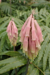 Veltheimia capensis