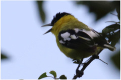 Aegithina nigrolutea