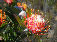 Leucospermum pluridens