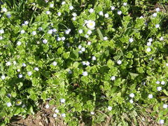 Veronica persica