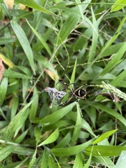 Argiope argentata