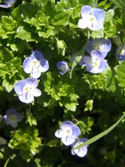 Veronica persica
