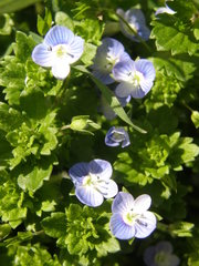 Veronica persica