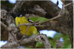 Aegithina nigrolutea