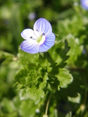 Veronica persica
