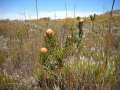 Leucospermum pluridens