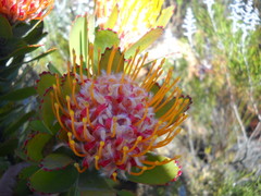 Leucospermum pluridens