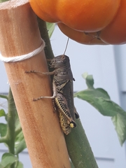 Melanoplus differentialis