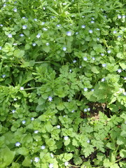 Veronica persica