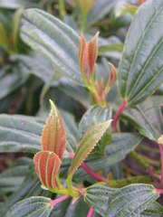 Viburnum