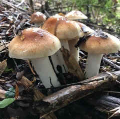 Cortinarius austroturmalis
