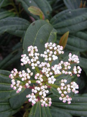 Viburnum