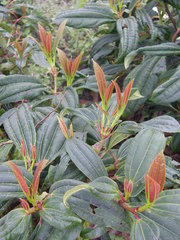 Viburnum