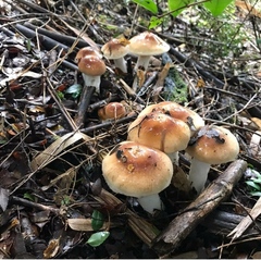 Cortinarius austroturmalis