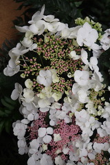 Viburnum