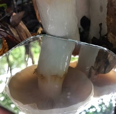 Cortinarius austroturmalis